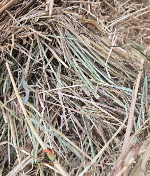 (11101) ROLLS OF RYE &AMP; BARLEY HAY ($/ROLL)