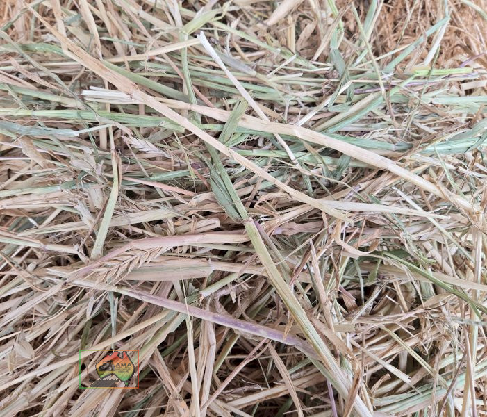 (11101) ROLLS OF RYE &AMP; BARLEY HAY ($/ROLL)