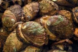 ABALONE FISHING PACKAGE